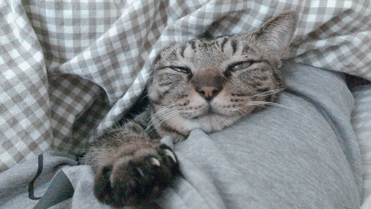 中村公祐「眠たい我が家の猫」